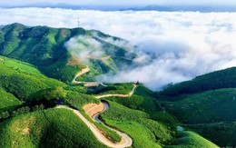Siêu vùng 143.000ha của Việt Nam: Nắm giữ loài cây "chạm mây", cứ trồng là hái ra tiền triệu USD