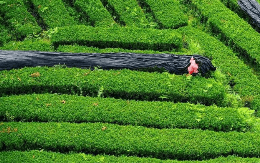 12.000 tấn matcha được cung ứng ra thị trường không phải tới từ Nhật Bản