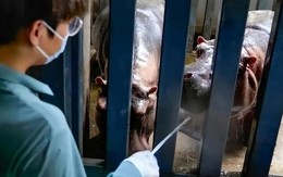Lời thú nhận của một thạc sĩ 28 tuổi làm nhân viên chăm sóc hà mã, phải dọn 250kg rác thải mỗi ngày