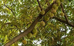 Không phải Thái Lan, một đối thủ của sầu riêng Việt Nam gặp khó chồng khó: Số cây ra hoa giảm 60%, vụ thu hoạch đứng trước nguy cơ chậm trễ
