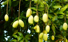 Không phải thanh long hay sầu riêng, Campuchia quyết làm giàu từ loại quả Việt Nam cũng đang trồng nhiều: Diện tích trồng tăng 2.660%, sản lượng 2,2 triệu tấn mỗi năm