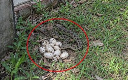 Thấy trứng rắn ở vườn nhà nên làm gì đầu tiên?