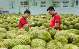 Xuất khẩu sầu riêng có thể cán mốc 4 tỷ USD trong năm 2026