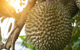 Loại sầu riêng đặc biệt đang được bán gần 1 triệu đồng/quả