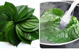 Lá trầu không có tác dụng gì?