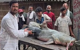 Phát hiện loạt cá lạ có con nặng tới 45kg sau lũ Nepal, người ăn vào bị ốm: Chính quyền lập tức cảnh báo