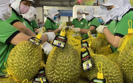 Sầu riêng có thể mang về 4 tỷ USD xuất khẩu năm 2026
