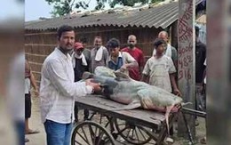 Cá lạ xuất hiện sau lũ lụt, Nepal - Ấn Độ cảnh báo người dân