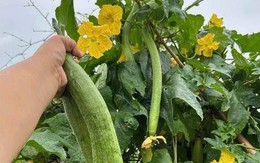 1 thứ trên cây mướp là "báu vật" dưỡng gan, mắt và da nhưng hiếm ai biết!