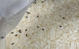 Thấy mọt trong thùng gạo nên làm gì đầu tiên?
