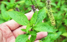 Lời khuyên đến tất cả các gia đình đang trồng cây húng quế