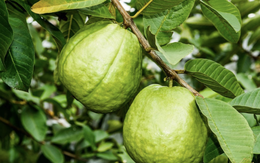 Lời khuyên đến tất cả các gia đình đang trồng cây ổi