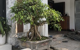 4 lời khuyên đến tất cả các gia đình đang trồng cây si