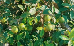 Lời khuyên đến tất cả các gia đình đang trồng cây chanh trong chậu