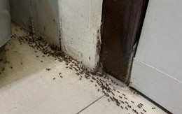 Kiến kéo cả đàn vào nhà nên làm gì đầu tiên?