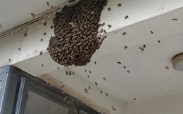 Đàn ong bay vào nhà nên làm gì đầu tiên?