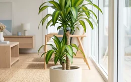 Lời khuyên đến tất cả các gia đình đang trồng cây thiết mộc lan