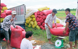 Không thể phủ nhận vai trò của thương lái trong thu mua nông sản