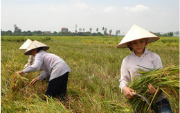 Thu hút FDI vào nông nghiệp: Cơ hội lớn từ TPP và Nhật Bản