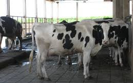 30 năm nữa ngành chăn nuôi bò sữa Việt Nam mới có năng suất bằng Đài Loan