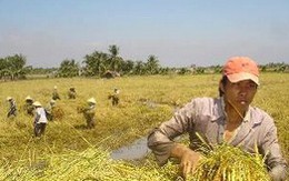 Vietinbank: dành 5.500 tỷ đồng hỗ trợ thu mua lúa, gạo 
