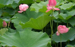 Nhật Bản tăng nhập khẩu hoa sen