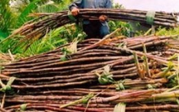 SBT: Tập đoàn Bourbon hoàn tất thoái vốn