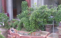 "Vua duối" Kinh Bắc kể chuyện "bắt rồng"