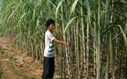 BHS: Thành Thành Công thoái vốn