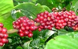 THV: Cổ phiếu liên tục tăng trần sau "pha" thoái vốn của vợ Chủ tịch HĐQT