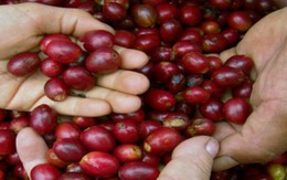 Đắk Lắk: Sản lượng cà phê ước đạt gần 93% kế hoạch 
