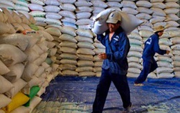  Điều hành tạm trữ lúa gạo: Hiệp hội "nhường" cho địa phương