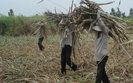 Mía rớt giá, tái diễn điệp khúc trồng rồi chặt