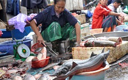 Chợ cá đầu mối ở Hà Nội đang bán cá nhập về từ đâu?