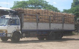 Lối thoát cho ngành chế biến dăm gỗ xuất khẩu?