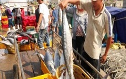Ngư dân Quảng Bình trúng vụ cá nam