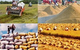 Giao thu mua tạm trữ lúa gạo về địa phương: Khó giai đoạn chuyển giao