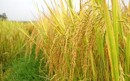 Giá gạo tăng hay giảm, nông dân đều thiệt