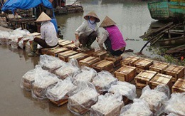 Nam Định: Hàng chục nghìn tấn sứa xuất ngoại