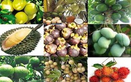 Tìm thị trường tiêu thụ trái cây chủ lực