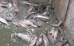 Cá chết hàng loạt: Người nuôi cá mú lồng khốn đốn