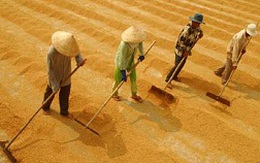 “Đẩy” cho địa phương tạm trữ gạo: Ai lo đầu ra?