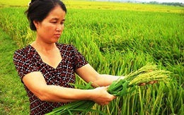 Hoang mang vì lúa không hạt