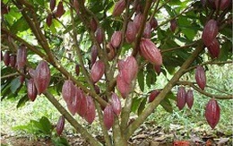 Nâng cao sản lượng cây ca cao Việt Nam