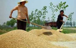 Sẽ mua tạm trữ 1 triệu tấn gạo trong 2 tháng