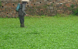 “Vựa“ rau muống “ướp” hàng chục loại thuốc độc ở Hà Nội