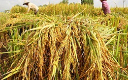 Giá lúa giảm trước mùa thu hoạch vụ hè thu
