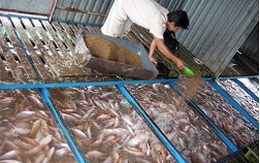 Giá cá điêu hồng tăng cao, nông dân vẫn chưa vội bán