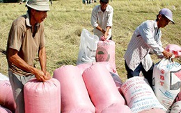 Sẽ “ép” chỉ tiêu mua tạm trữ lúa gạo cho doanh nghiệp
