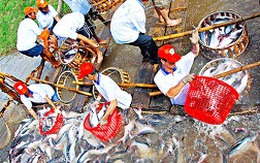 Cá tra Việt Nam: Lung lay vị thế độc quyền